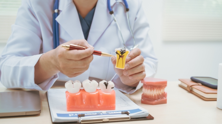 Dentist at On Q Dentistry in Portland, OR explaining chipped or cracked tooth with a dental model.
